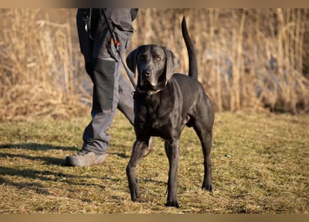 Joe Fritz - aktiver Familienhund - Tierhilfe Franken e.V.