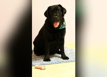 Traumhafte Labrador-Welpen suchen ein liebevolles Zuhause!