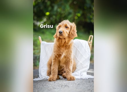 Goldendoodle mini Medium Doodle Abgabe ab jetzt