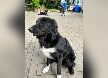 Lieb, Intelligent mit Charakter, Shollie Rude Kastriert