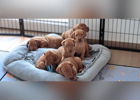 Magyar Vizsla Welpen reinrassig