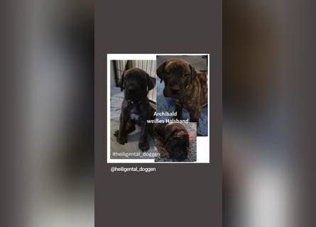 Deutsche Doggen Welpen US Linie Sonderfarben