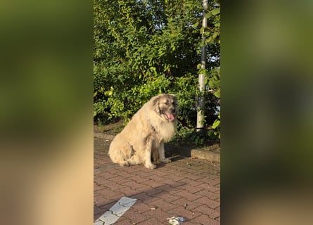 Max – Jung, klug, loyal