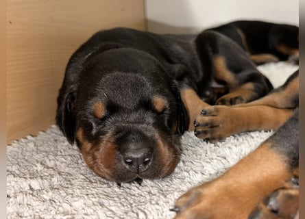 FCI Dobermann Welpe aus Championlinie – Nebula Nero di Angelo