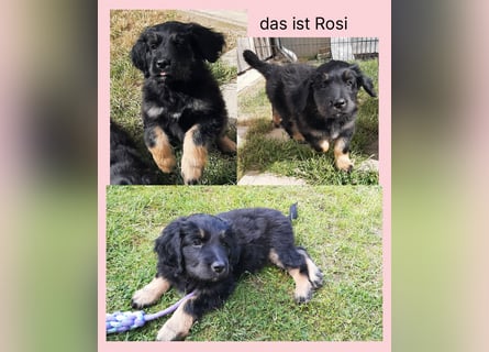Hovawart Welpen ohne Papiere