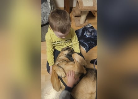 Zita, Schäferhund-Mix, lieb und verträglich  auch mit  Katzen