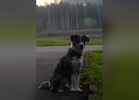 Wunderschöne Australien Shepherd Border Collie Welpen