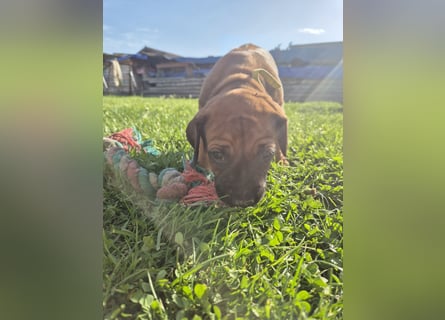 Ridgeback Welpen