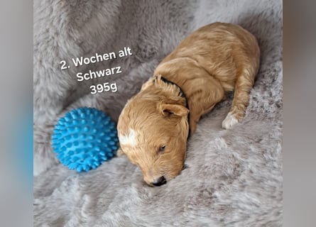 Maltipoo Welpen