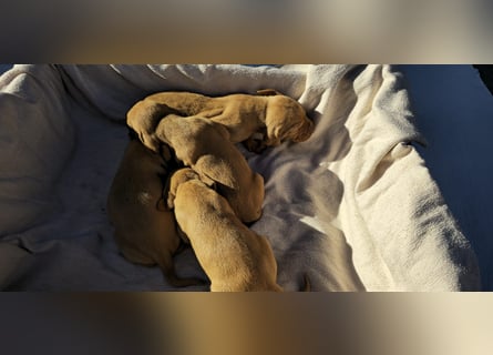 Magyar Vizsla Welpe
