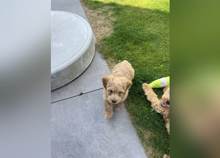 Maltipoo - Welpen - Rüden und Hündin