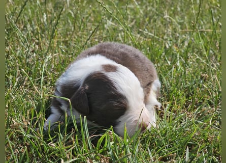 Border Collie Welpen