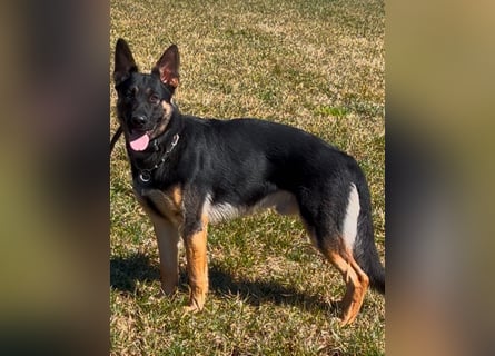 Lieber Schäferhund Rüde