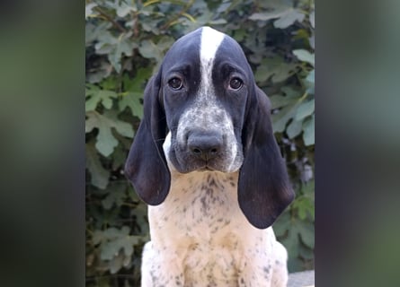 Braque d'Auvergne (Auvergne Vorstehhund) Welpe