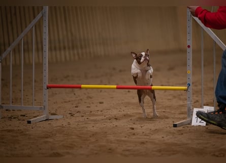 Boston Terrier 