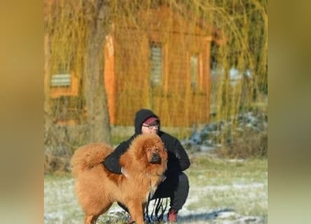 Do khyi Tibetischer Mastiff