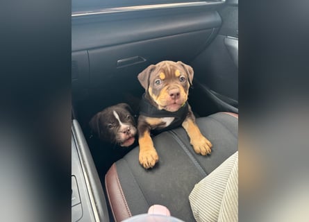 Exotic Bully Bulldog OEB Welpen Bulldogge