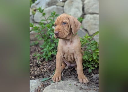 Ungarisch-Drahthaar-Welpen (UD) - Magyar Vizsla