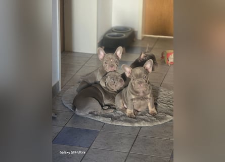 Französische Bulldoggen Welpen