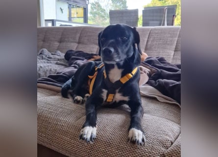 Rocchino: Anfängerhund in schöner Größe