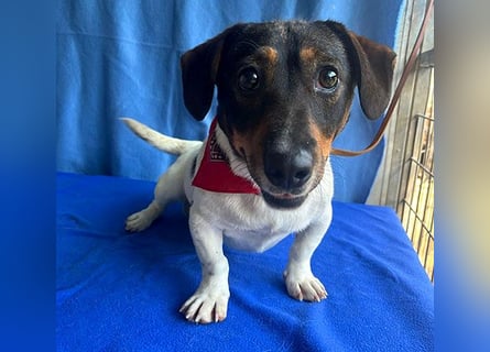 (R) ❤️ zauberhafter kleiner KARLI - 2,5 Jahre, 28cm/9kg - Jack Russell-Dackel-Mischling