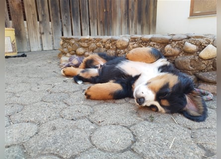 Reinrassige Berner Sennenhundwelpen mit Papiere zu verkaufen