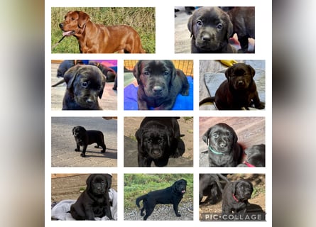 Nur 2 Labrador Weibchen mit Ahnenpass 2 Rüden & 6 Weibchen in Schwarz