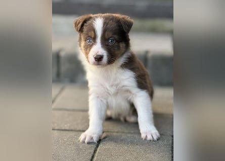 Border-Collie Rüde SKYE