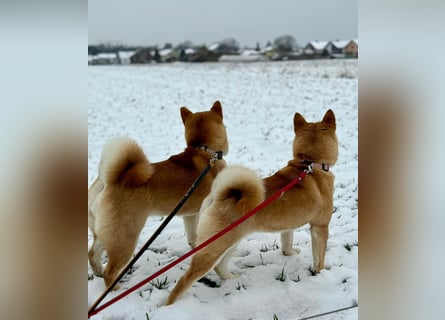 Shiba inu Welpen mit Papieren, an Erbkrankheiten getestet, Transport möglich!