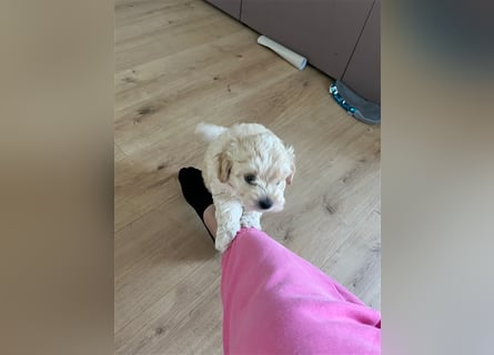 Maltipoo Welpen noch eine Hündin!