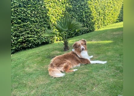 Erstklassiger Deckrüde Mini American Shepherd