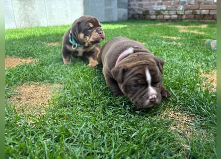 Exotic Bully Bulldog OEB Welpen Bulldogge