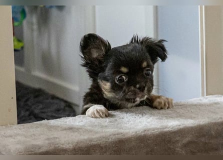 Fröhliche Chihuahua-Hùndin