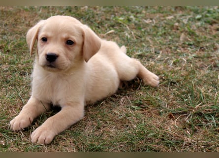 Labrador Welpen reinrassig mit Ahnentafel dürfen ab dem 25.08.25 ins neue Heim