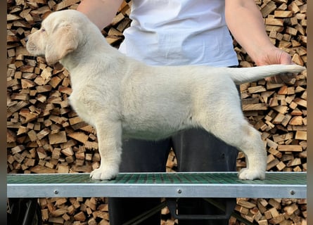 Labrador retriever, mit Lieferung,  FCI Papieren.