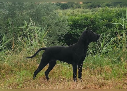 Braque d'Auvergne (Auvergne Vorstehhund) Welpe