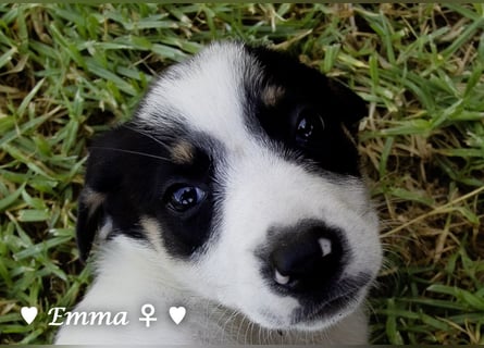 Eckie, Emma, Enya und Erin suchen ihre Familien ab Oktober