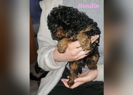 Hündin