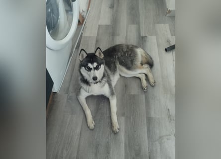 Lena: Familienhund sucht Familie