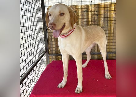 ❤️ wunderschöner Schmusebär PABLO - 2 Jahre, 50cm/20kg - Vizsla-Mix ❤️