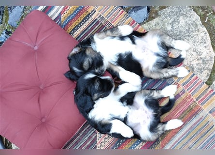 Tibet Terrier Welpen, VDH Papiere, zobel und tricolor