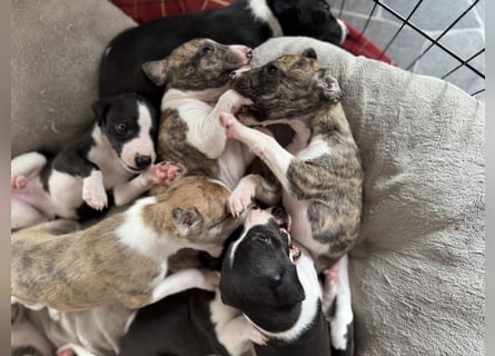 Whippet-Welpen – B-Wurf (VDH/WCD) – Liebevoll & Familiär aufgezogen