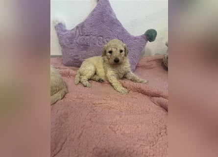 Wunderschöne Goldendoodle Welpen zu verkaufen Abgabe frühestens ab 06.12.24