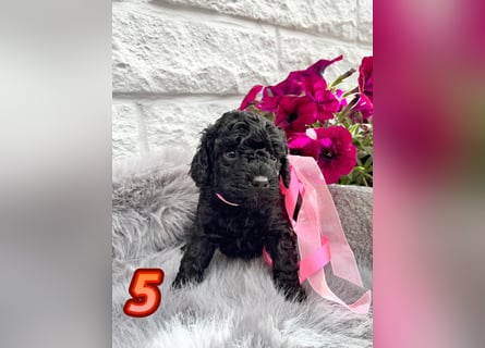 Wunderschöne Cockapoo/Cockerpoo Welpen