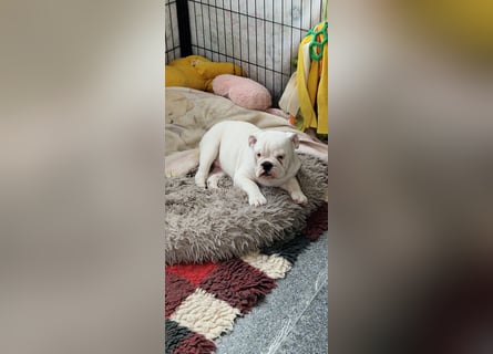 Englische Bulldoggen welpen Top Pedigree FCI