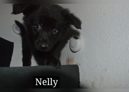 Schöner schwarzer Shollie "Nelly" (weiblich); Vater: schwarzer Schäferhund; Mutter: Border Collie
