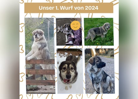 Süße Sarplaninac Welpen (Hirtenschutzhund/Schäferhund) suchen neues Zuhause. Noch 2 Welpen verfügbar