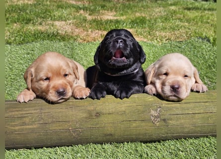 Edle Labrador Welpen (Schwarz/Foxred/Creme) mit Ahnentafel, Nachkommen von Champions