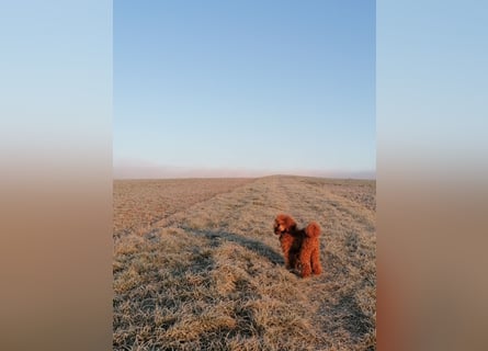 Kleinpudel Zwergpudel in rot red, vererbt auch tan bzw. loh