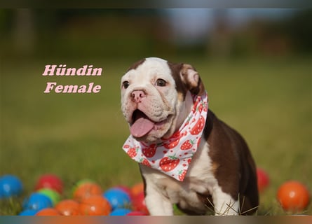 Englische Bulldogge Welpen